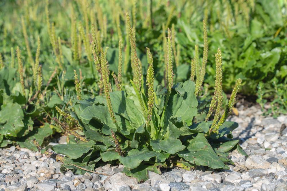 Mauvaises herbes