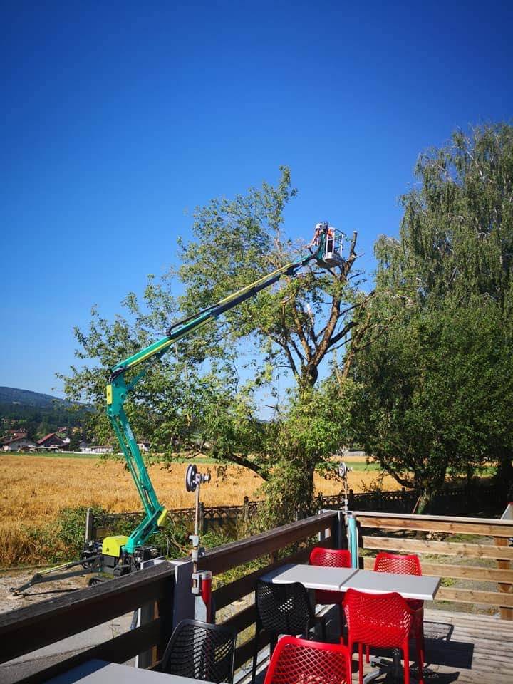 Elagage chantier