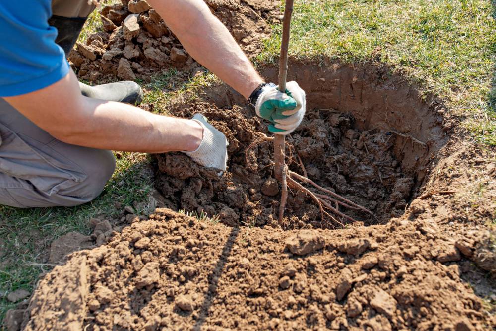 Plantation arbuste